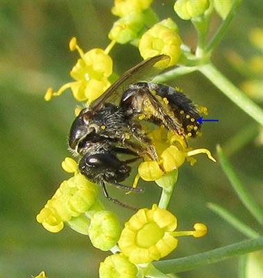 Supplemental Stingless Bee Pollination in Fennel (Foeniculum vulgare Mill.): An Assessment of Impacts on Native Pollinators and Crop Yield